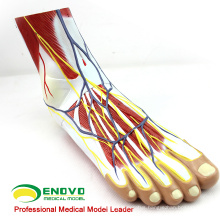 MUSCLE12(12036) Human Foot Plantar Muscle Anatomy Model in 3-Parts 12036